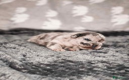 French Bulldog dogs for sale: French Bulldogs - Image 23