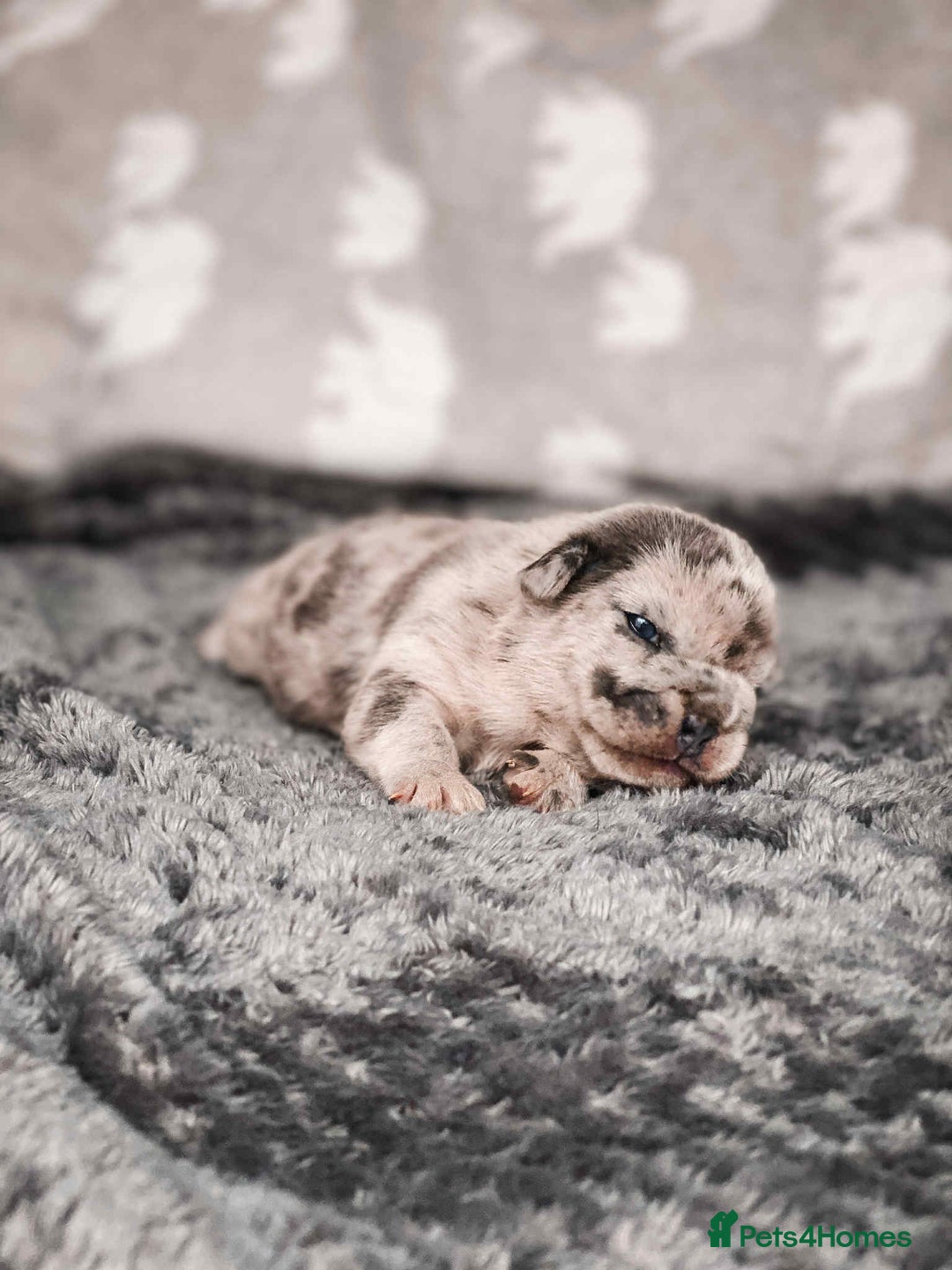 French Bulldog dogs for sale: French Bulldogs - Image 23
