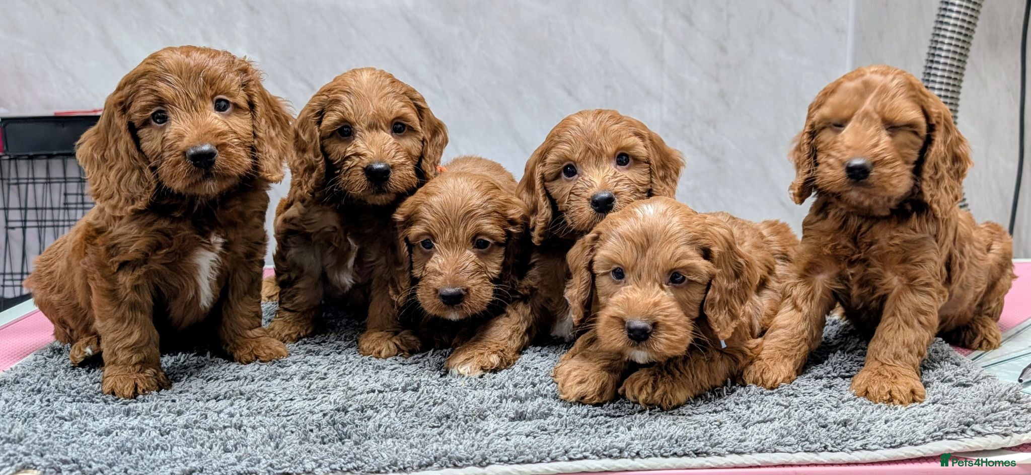 Cockapoo dogs Licensed breeder, health tested F1 cockapoo pups - Advert 1