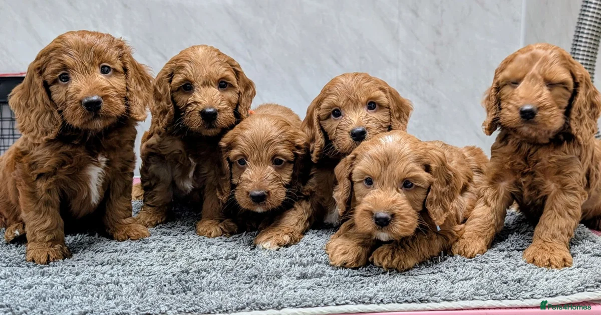 Cockapoo Puppies For Sale In Coventry West Midlands Pets4Homes cockapoo-puppies-for-sale-in-coventry-west-midlands-pets4homes