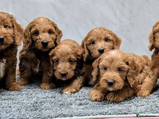 Cockapoo dogs Licensed breeder, health tested F1 cockapoo pups - Advert 1