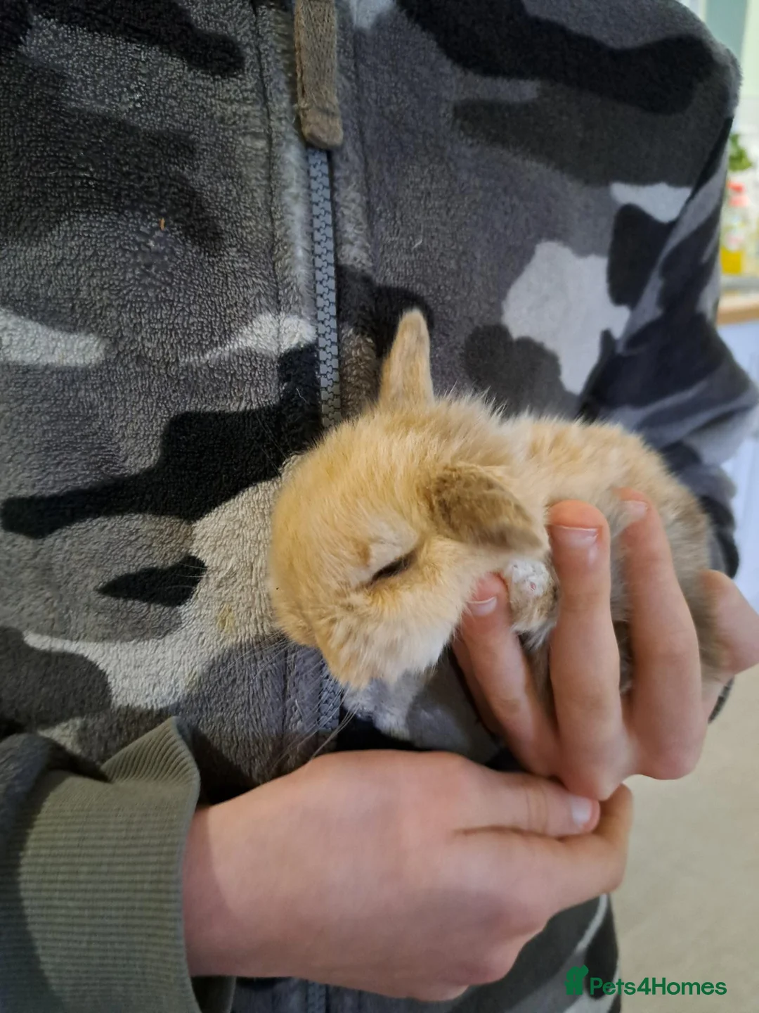 Mini Lop rabbits for sale: Mini lop bunnies  - Advert 3
