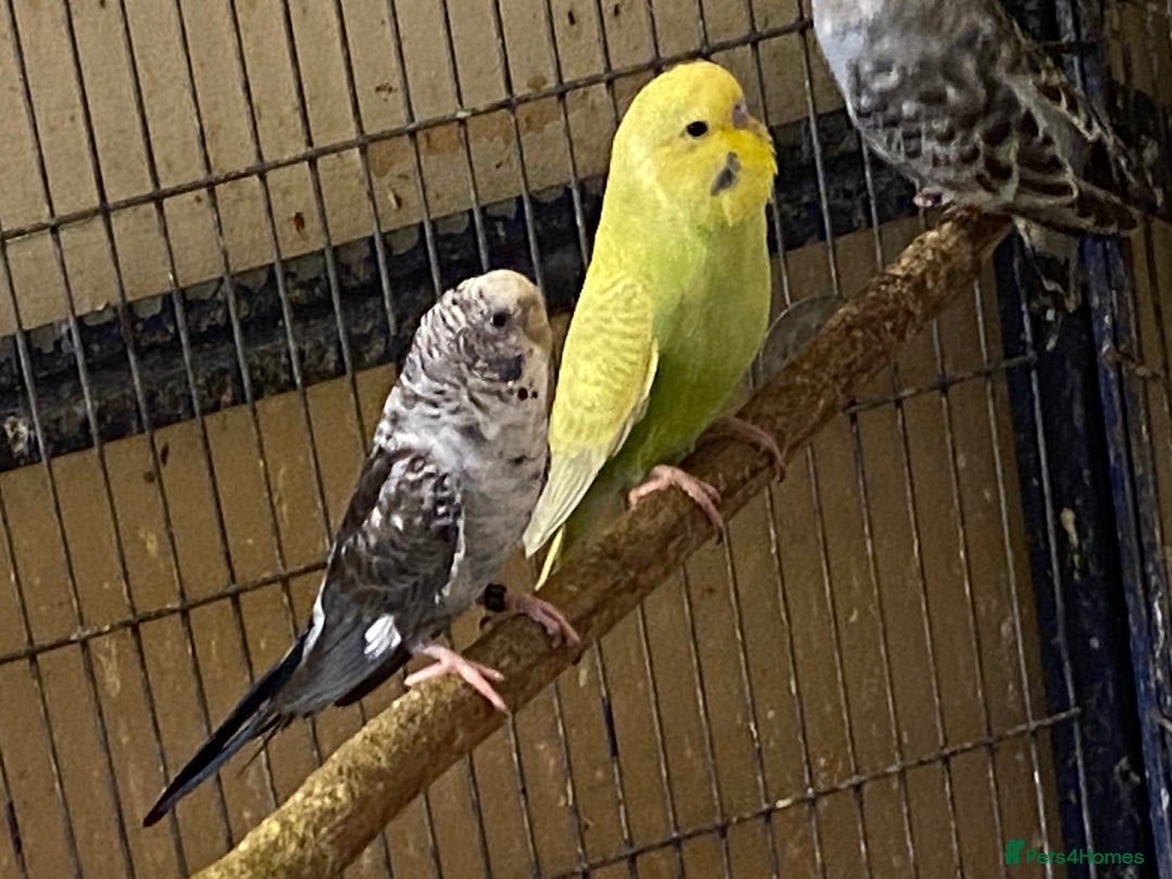 Budgerigars birds for sale: 7 Baby budgies for sale  - Advert 9
