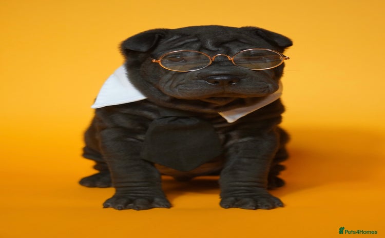 Shar Pei dogs - Advert 2