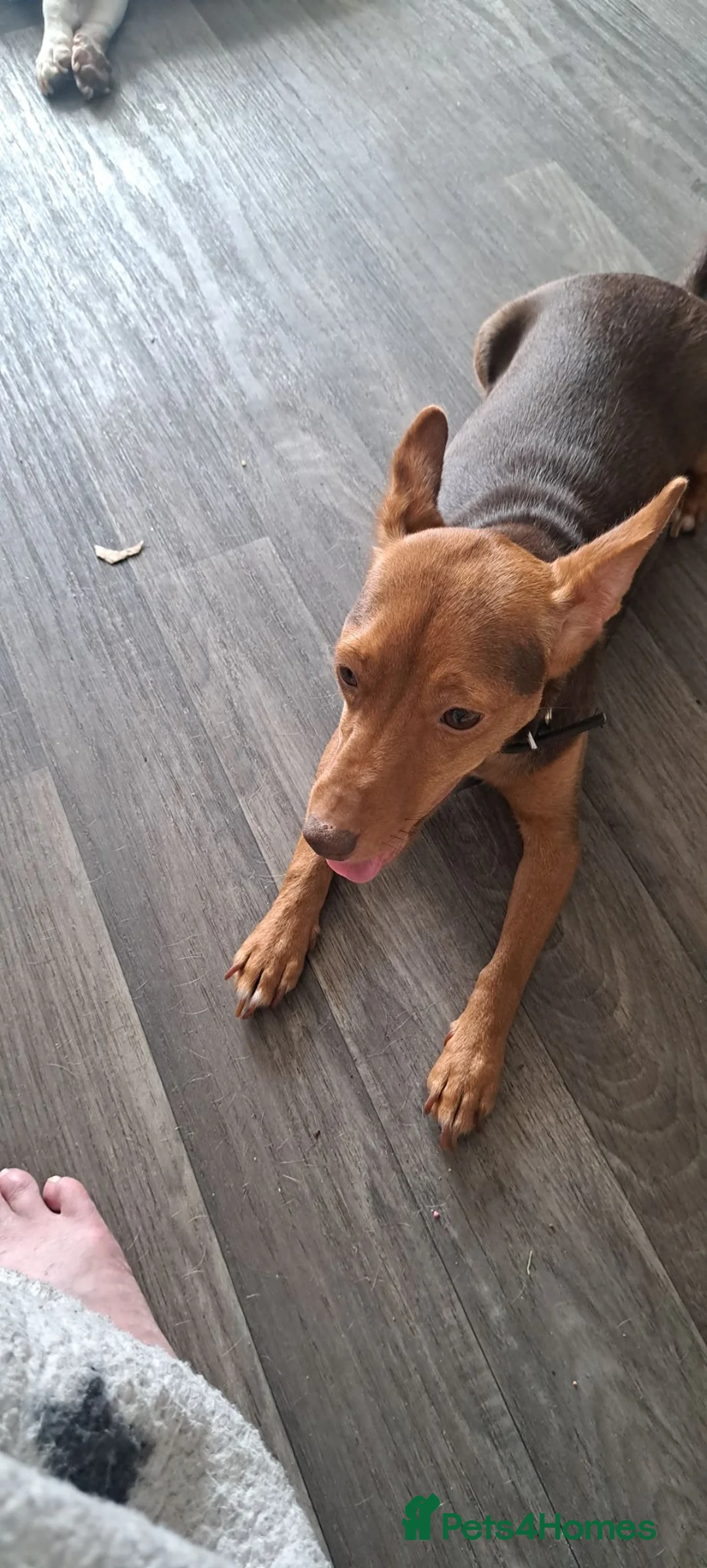 Jackapoo dogs for sale: 6 lovely puppies  in Orpington - Advert 1