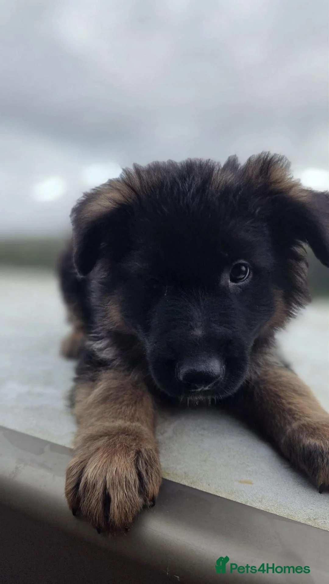 German Shepherd dogs for sale: KC Registered German Shepherd Pups - Advert 9