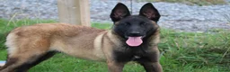 Belgian Shepherd Dog dogs for sale: Black mask mali pup - Advert 4