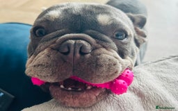 French Bulldog dogs for sale: 2 year old French Bulldog  - Advert 4