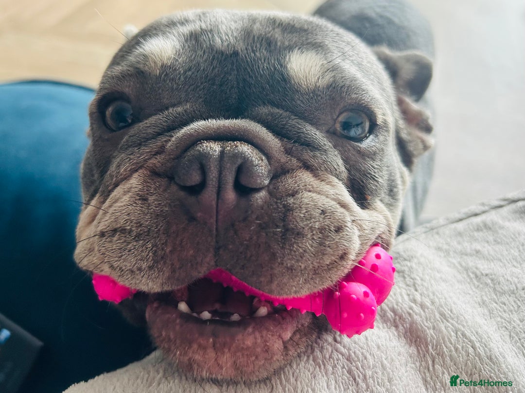 French Bulldog dogs for sale: 2 year old French Bulldog  - Advert 4