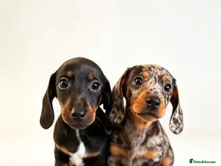 Dachshund dogs Beautiful dachshund puppies ready to go - Advert 2