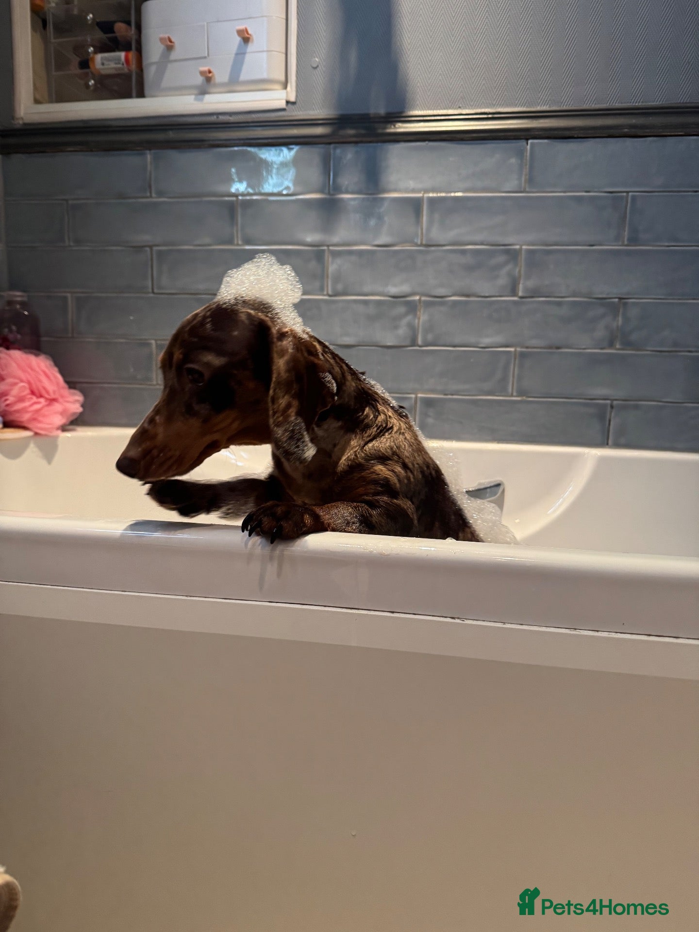 Miniature Dachshund dogs Miniature dachshund puppies available  - Advert 2