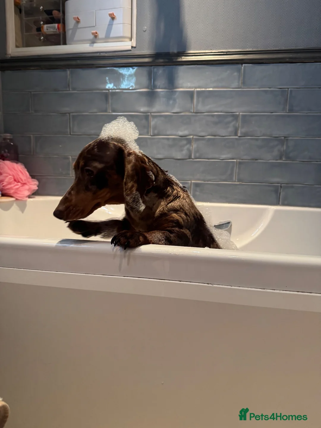 Miniature Dachshund dogs for sale: Miniature dachshund puppies available  - Advert 2