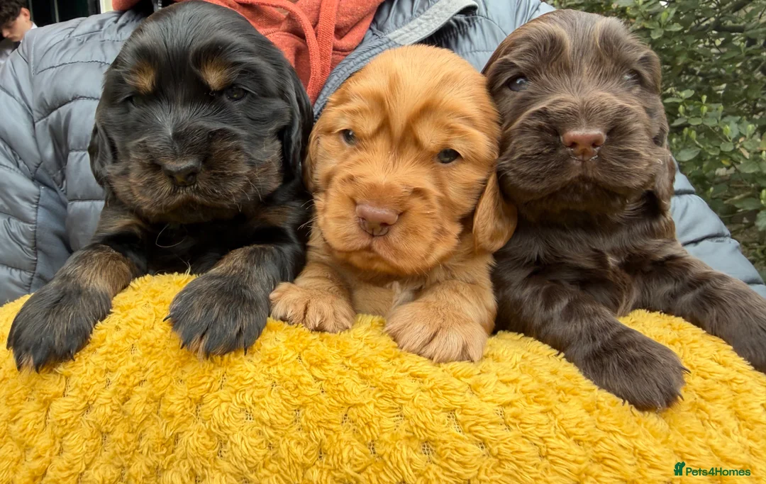Cocker Spaniel dogs for sale: Beautiful chunky Show Cocker Spaniels - Advert 1