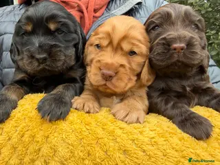 Cocker Spaniel dogs Beautiful chunky Show Cocker Spaniels - Advert 1