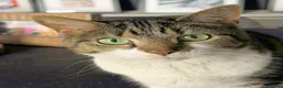 Mixed Breed cats for adoption: MEG... - Advert 1