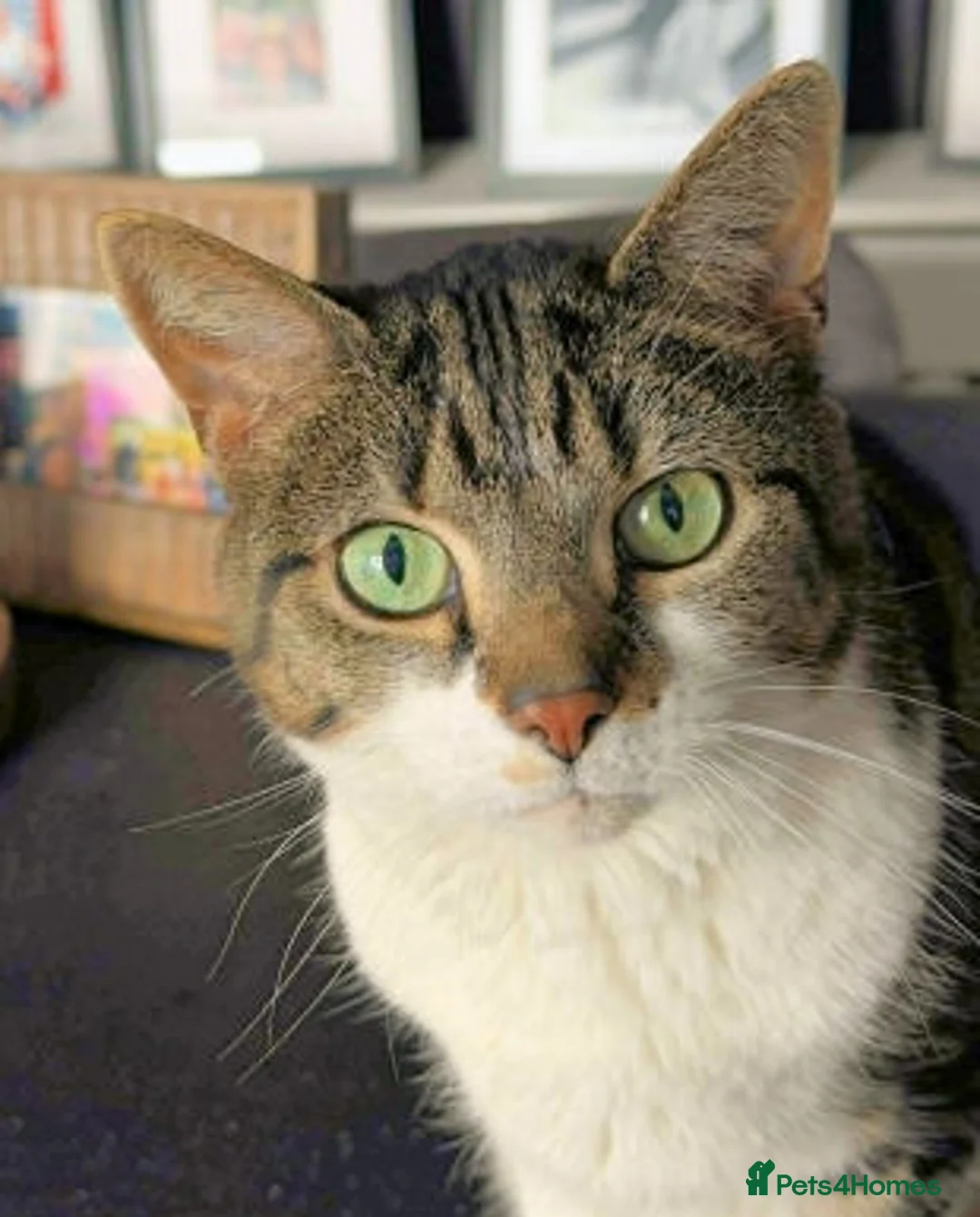 Mixed Breed cats for adoption: MEG... - Advert 1