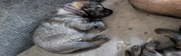 German Shepherd dogs for sale: 3 pups left looking for their next adventure  - Advert 9