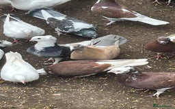 Mixed Breed poultry for sale: Lots of mixed pigeons for sale - Image 5