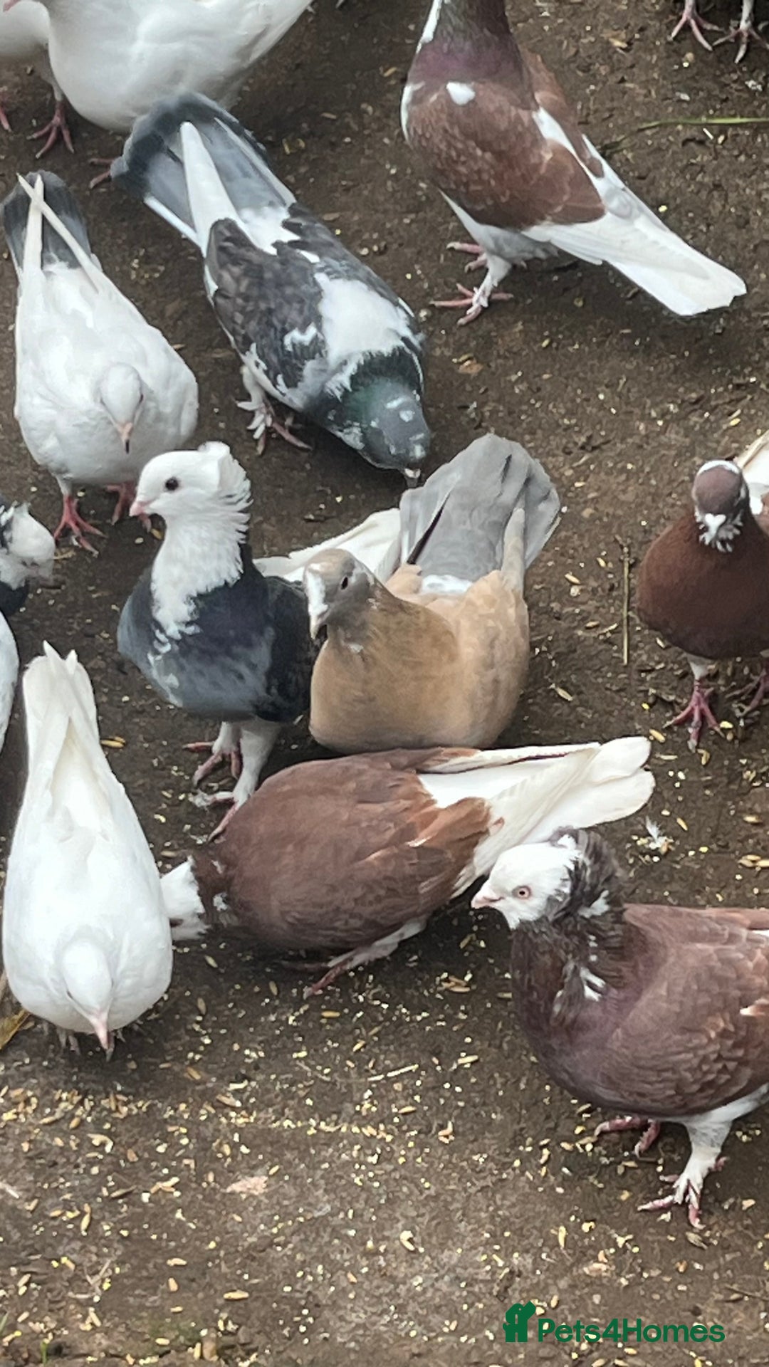 Mixed Breed poultry for sale: Lots of mixed pigeons for sale - Image 5