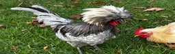 Mixed Breed birds for sale: Bantam Polish, Frizzle and a mix Rooster - Advert 2