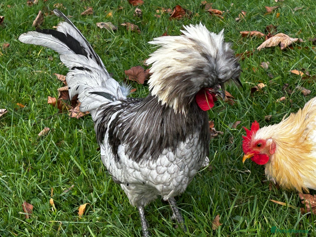 Mixed Breed birds for sale: Bantam Polish, Frizzle and a mix Rooster - Advert 2