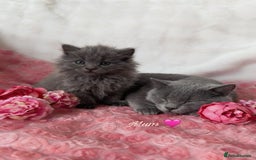 Maine Coon cats for sale: Silver Maine Coon X Russian Blue One Boy LEFT! 🩵 - Image 7