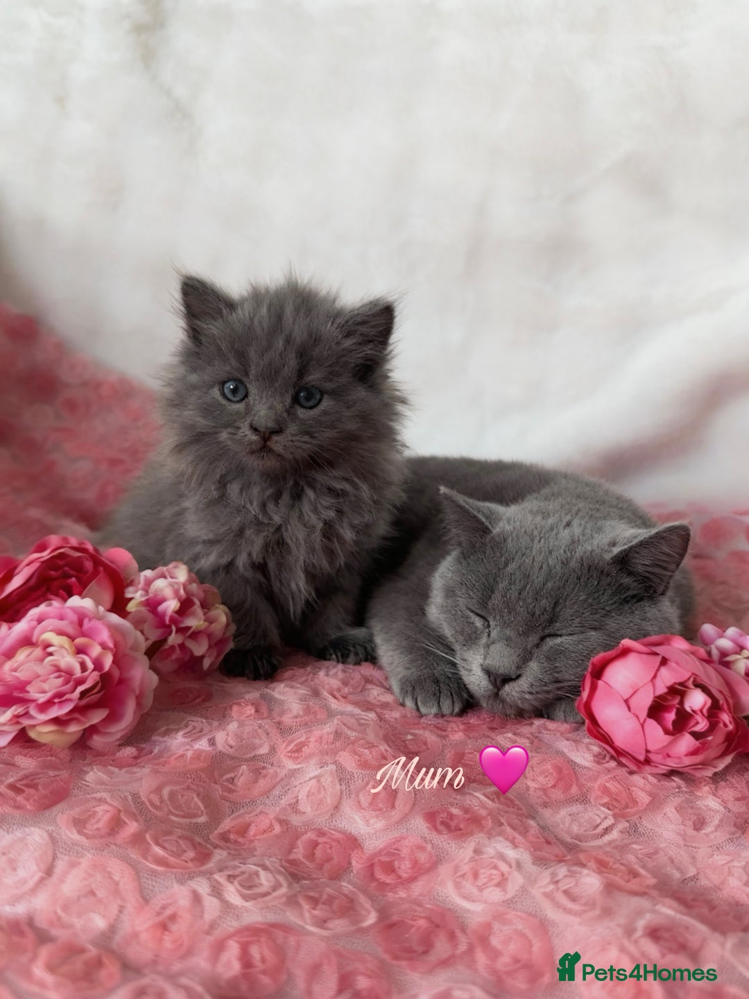 Maine Coon cats for sale: Silver Maine Coon X Russian Blue One Boy LEFT! 🩵 - Image 7