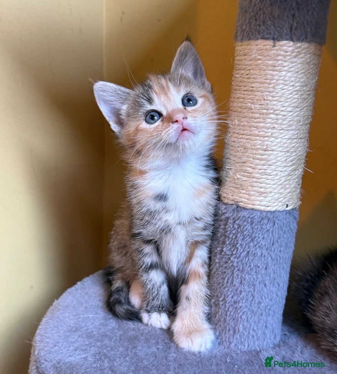 Domestic Shorthair cats for sale: 5 Beautiful Kittens – Ready 26th August 🐾 in Driffield - Advert 2