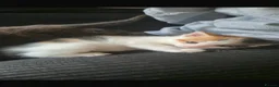 Mixed Breed cats for sale: Beautiful 2 male 2 female kittens  - Advert 3