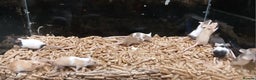 Mouse rodents for sale: Baby Fancy Mice Females  - Advert 3