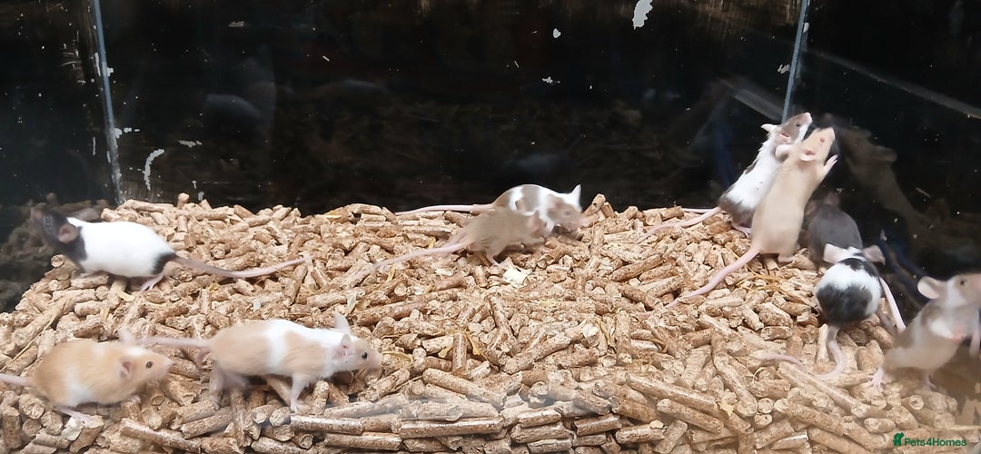 Mouse rodents for sale: Baby Fancy Mice Females  - Advert 3