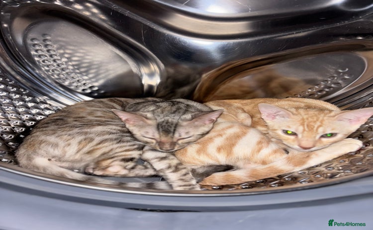 Bengal cats - Advert 4