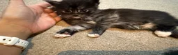 Maine Coon cats for sale: Norwegian Forest x Maine Coon Kittens 🐾 - Advert 14