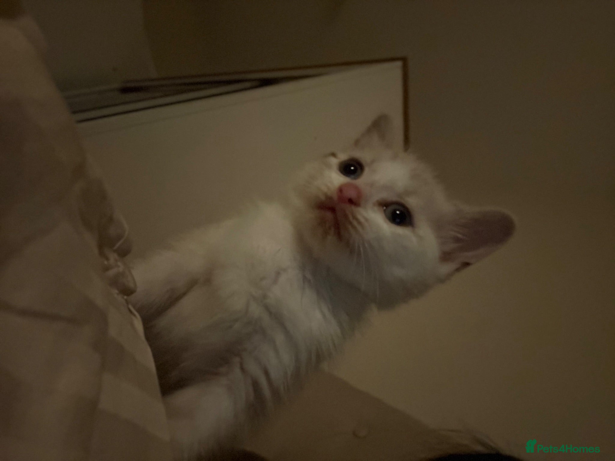 Mixed Breed cats Kitten for sale  - Advert 2