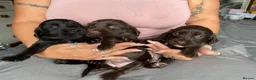 Sprocker dogs for sale: Sprocker pups in Peterborough - Advert 3