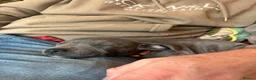 Staffordshire Bull Terrier dogs for sale: Female blue Staffordshire bull terrier 13 weeks  in Pershore - Advert 5