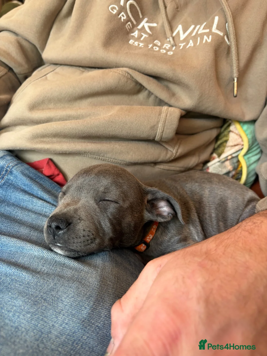 Staffordshire Bull Terrier dogs for sale: Female blue Staffordshire bull terrier 13 weeks  in Pershore - Advert 5