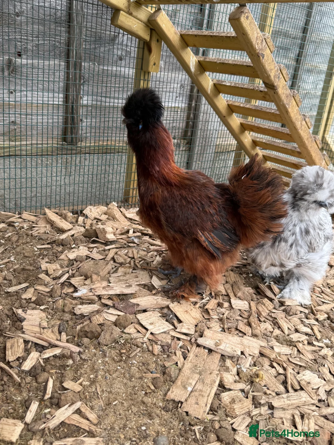 Chickens poultry for sale: USA silkie bantams  - Advert 2