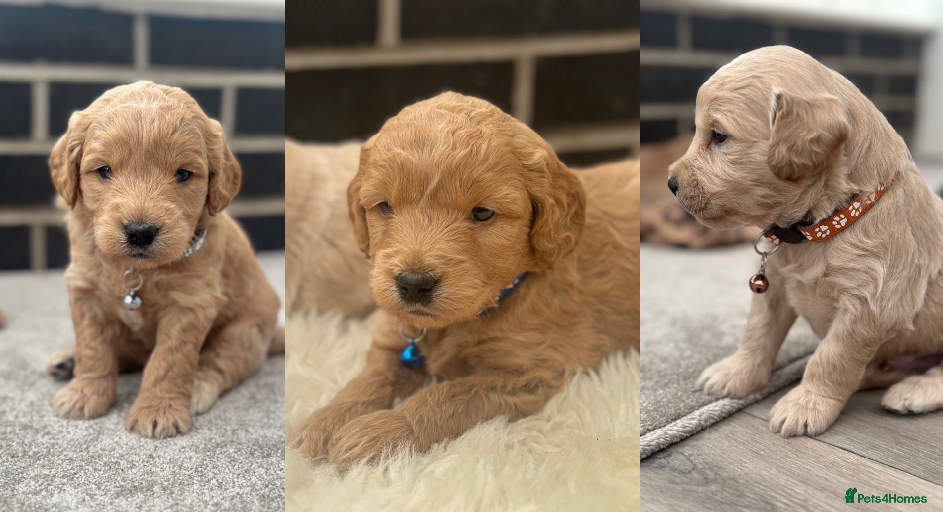 Mini Goldendoodle dogs Beautiful F1 Goldendoodles - Advert 1