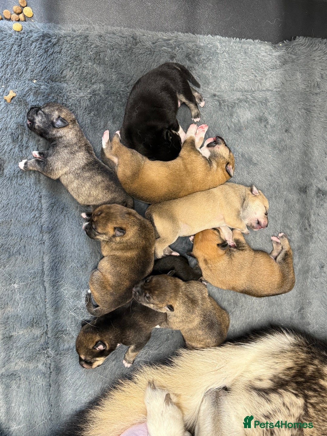 Mixed Breed dogs for sale: Malamute x puppies - Advert 21