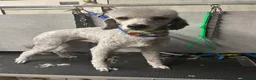 Miniature Poodle dogs for sale: KC registered miniature poodles  - Advert 13