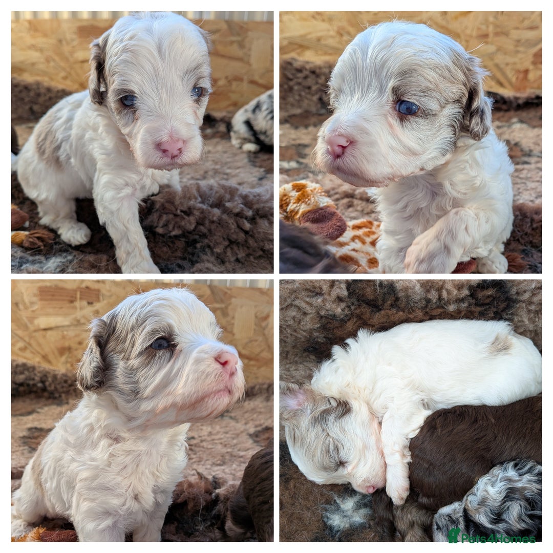 Bordoodle dogs for sale: Toy Bordoodles ❤️ - 1 girl available - Image 2