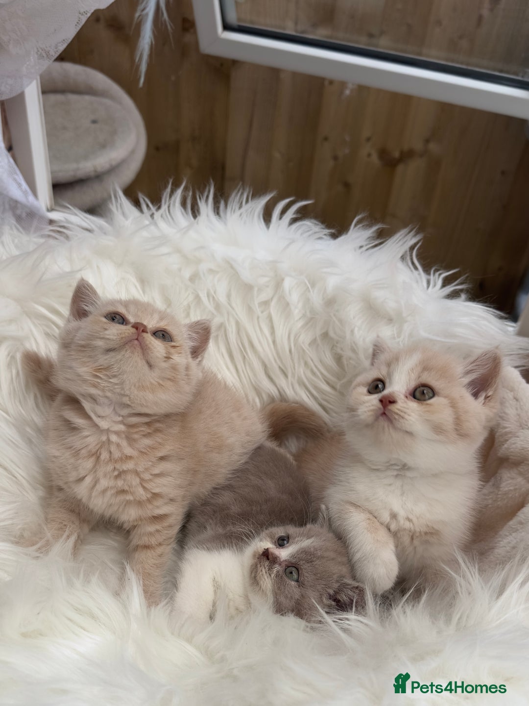 British Shorthair cats for sale: Beautiful , soft teddy bears 🩷🩷💙 - Image 20