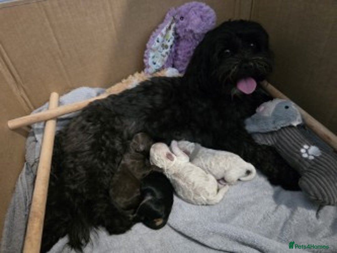Shihpoo dogs for sale: 🐾 Adorable Shihpoo Puppies 🐾 - Image 10