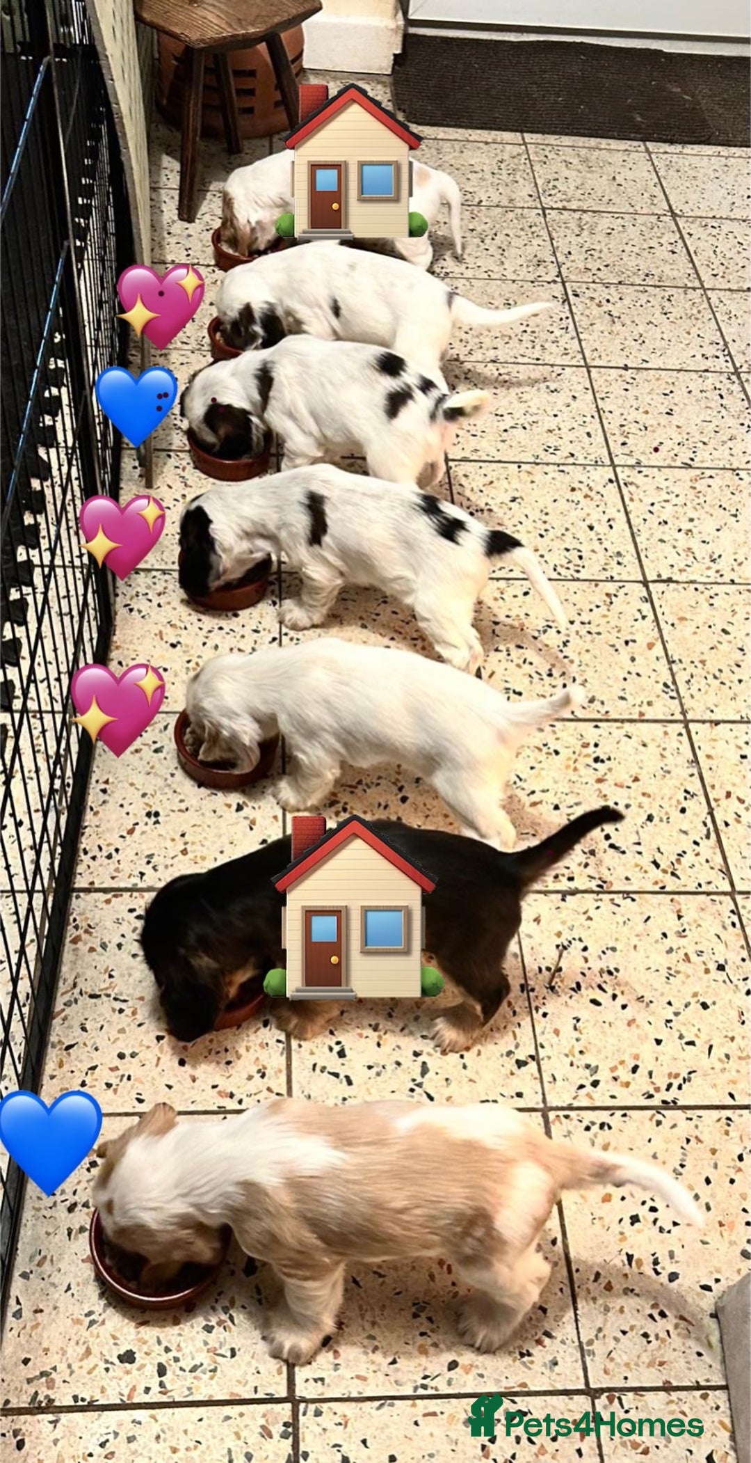 Cocker Spaniel dogs for sale: Your “furever” friend is here - Advert 1