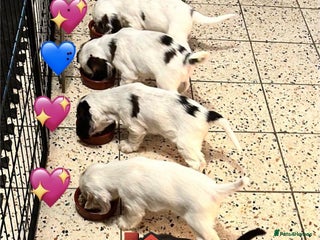 Cocker Spaniel dogs Your “furever” friend is here - Advert 15