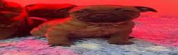 Staffordshire Bull Terrier dogs for sale: Red Staffordshire Bull Terriers - Advert 16