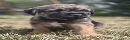 Border Terrier dogs for sale: Two Beautiful Border Terrier Puppies - Advert 6