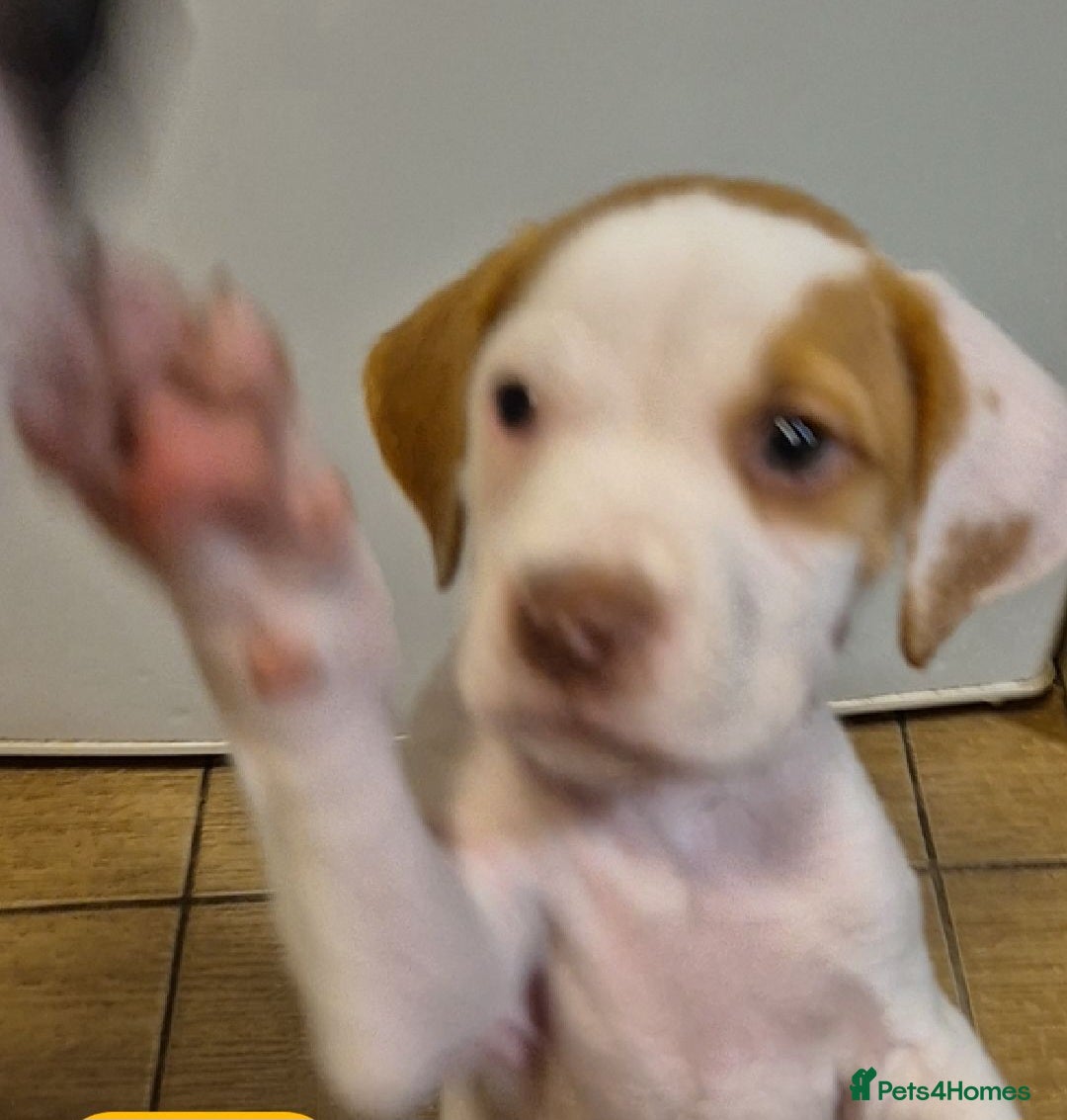Mixed Breed dogs for sale: Mixed breed - Image 3