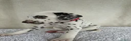 Dalmatian dogs for sale: Dalmatian Puppies  - Advert 23